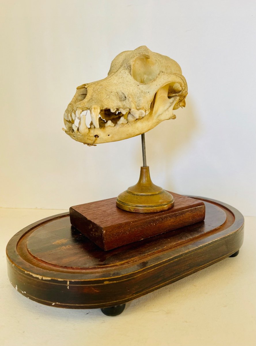 Dog Skull -photo-3